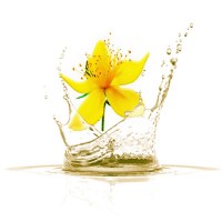 spatholado-valsamolado-valsamelaio